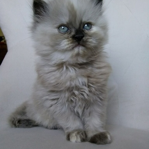 Meet your Posher, Simona - Picture 3 of 5